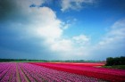 Jau pavisam drīz Holande pārvērtīsies plaukstošā ziedu paradīzē, kuru apmeklēs ceļotaju pūļi no pasaules malu malām 6