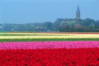Jau pavisam drīz Holande pārvērtīsies plaukstošā ziedu paradīzē, kuru apmeklēs ceļotaju pūļi no pasaules malu malām 7