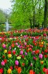 Jau pavisam drīz Holande pārvērtīsies plaukstošā ziedu paradīzē, kuru apmeklēs ceļotaju pūļi no pasaules malu malām 18