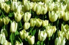 Jau pavisam drīz Holande pārvērtīsies plaukstošā ziedu paradīzē, kuru apmeklēs ceļotaju pūļi no pasaules malu malām 27