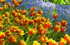 Jau pavisam drīz Holande pārvērtīsies plaukstošā ziedu paradīzē, kuru apmeklēs ceļotaju pūļi no pasaules malu malām 29