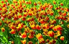 Jau pavisam drīz Holande pārvērtīsies plaukstošā ziedu paradīzē, kuru apmeklēs ceļotaju pūļi no pasaules malu malām 30