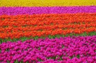 Jau pavisam drīz Holande pārvērtīsies plaukstošā ziedu paradīzē, kuru apmeklēs ceļotaju pūļi no pasaules malu malām 33