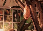 Muzejā iespējams ieskatīties šokolādes senajā pagātnē, aplūkot maiju un acteku šokolādes gatavošanas tradīcijas, kā arī ielūkoties šokolādes gatavošan 3