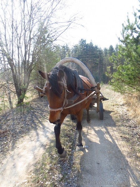 Zirga pajūgā apceļojam zudušās latgaliešu sādžas... Vanagišķi, Lozdovski, Ojatnīki 119257