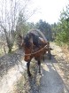 Zirga pajūgā apceļojam zudušās latgaliešu sādžas... Vanagišķi, Lozdovski, Ojatnīki 10