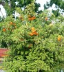 Apelsīnu koki Turcijas dienvidos redzami gandrīz ik uz soļa... - www.novatours.lv 47
