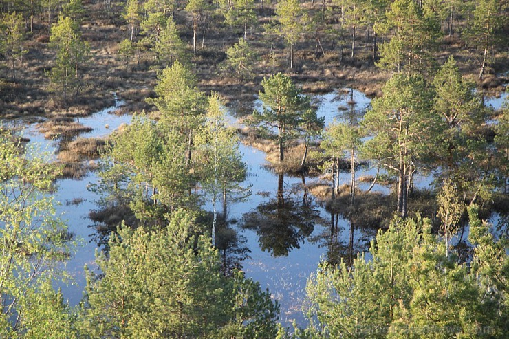 Jaunuzbūvētais skatu tornis ar 27 metriem Kristakrūgā ļauj pārlūkot Teiču dabas rezervāta teritoriju jebkuram garāmbraucējam Jaunuzbūvētais skatu tornis ar 27 metriem Kristakrūgā ļauj pārlūkot Teiču dabas rezervāta teritoriju jebkuram garāmbraucējam 121185