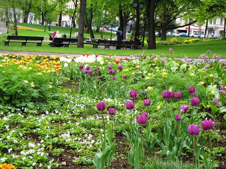Vairākos Rīgas parkos uzziedējušas desmitiem tūkstošu pērn pašvaldības SIA Rīgas meži daļas Dārzi un parki dārznieku stādīto tulpju sīpolu 121606