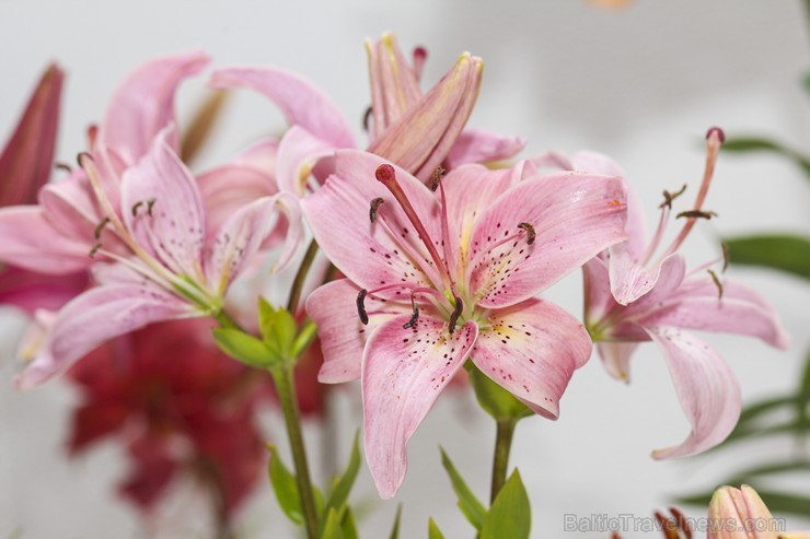 Latvijas Dabas muzejā no 17. līdz 20. jūlijam izstādē «Lilijas 2014» apmeklētājus priecēs biedrības «Lilium Balticum» selekcionāru un audzētāju izlolo Latvijas Dabas muzejā no 17. līdz 20. jūlijam izstādē «Lilijas 2014» apmeklētājus priecēs biedrības «Lilium Balticum» selekcionāru un audzētāju izlolo 128338