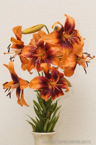 Latvijas Dabas muzejā no 17. līdz 20. jūlijam izstādē «Lilijas 2014» apmeklētājus priecēs biedrības «Lilium Balticum» selekcionāru un audzētāju izlolo Latvijas Dabas muzejā no 17. līdz 20. jūlijam izstādē «Lilijas 2014» apmeklētājus priecēs biedrības «Lilium Balticum» selekcionāru un audzētāju izlolo 128339