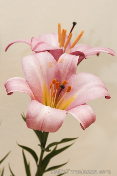 Latvijas Dabas muzejā no 17. līdz 20. jūlijam izstādē «Lilijas 2014» apmeklētājus priecēs biedrības «Lilium Balticum» selekcionāru un audzētāju izlolo Latvijas Dabas muzejā no 17. līdz 20. jūlijam izstādē «Lilijas 2014» apmeklētājus priecēs biedrības «Lilium Balticum» selekcionāru un audzētāju izlolo 128342