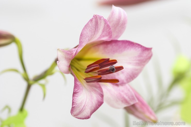 Latvijas Dabas muzejā no 17. līdz 20. jūlijam izstādē «Lilijas 2014» apmeklētājus priecēs biedrības «Lilium Balticum» selekcionāru un audzētāju izlolo Latvijas Dabas muzejā no 17. līdz 20. jūlijam izstādē «Lilijas 2014» apmeklētājus priecēs biedrības «Lilium Balticum» selekcionāru un audzētāju izlolo 128345