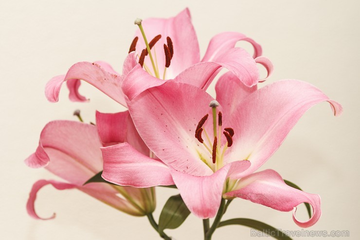 Latvijas Dabas muzejā no 17. līdz 20. jūlijam izstādē «Lilijas 2014» apmeklētājus priecēs biedrības «Lilium Balticum» selekcionāru un audzētāju izlolo Latvijas Dabas muzejā no 17. līdz 20. jūlijam izstādē «Lilijas 2014» apmeklētājus priecēs biedrības «Lilium Balticum» selekcionāru un audzētāju izlolo 128346
