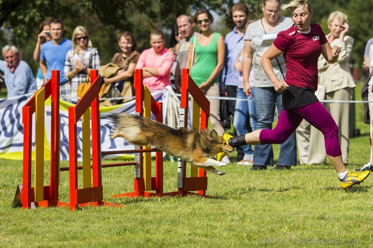 Starptautiskās adžilitī sacensības Riga cup 2014 131507