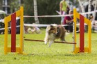 Starptautiskās adžilitī sacensības Riga cup 2014 2