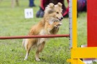 Adžilitī ir suņu sporta veids, kurā cilvēks vada suni pa noteiktu trasi. Trasē tiek izvietoti šķērsļi, kuri jāpārvar noteiktā secībā. Suņiem jāseko ti 1