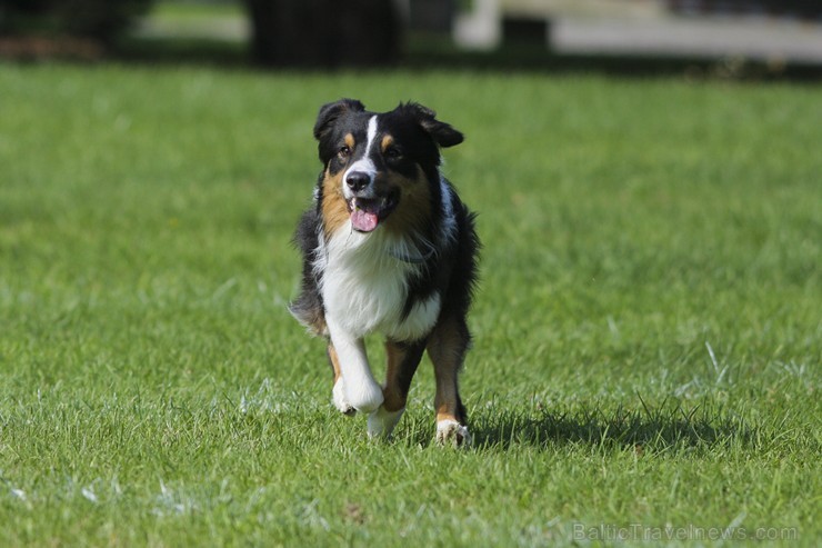 Uzvaras parkā norisinājušās suņu frisbija sacensības 134528