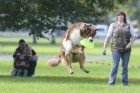 Uzvaras parkā norisinājušās suņu frisbija sacensības 4