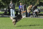 Uzvaras parkā norisinājušās suņu frisbija sacensības 8