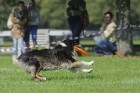 Uzvaras parkā norisinājušās suņu frisbija sacensības 9