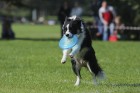 Uzvaras parkā norisinājušās suņu frisbija sacensības 12