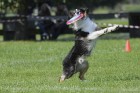 Uzvaras parkā norisinājušās suņu frisbija sacensības 25