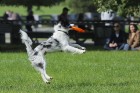 Uzvaras parkā norisinājušās suņu frisbija sacensības 31