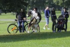 Uzvaras parkā norisinājušās suņu frisbija sacensības 32