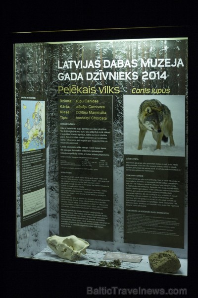 Vilku vakarā Dabas muzejs iepazīstina apmeklētājus ar vilku dzīves ritumu 137554