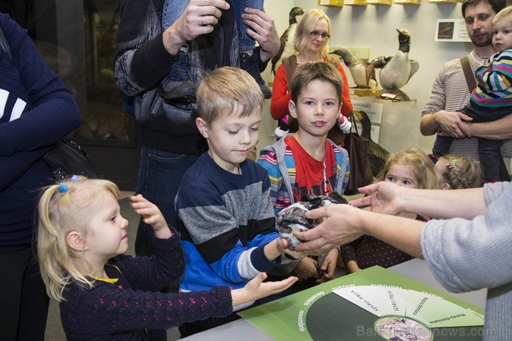 Vilku vakarā Dabas muzejs iepazīstina apmeklētājus ar vilku dzīves ritumu 137557