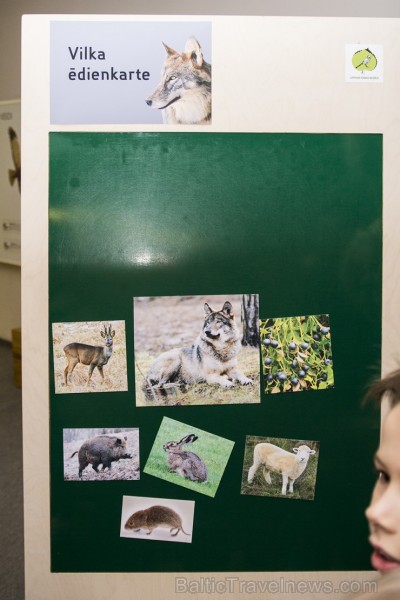 Vilku vakarā Dabas muzejs iepazīstina apmeklētājus ar vilku dzīves ritumu 137562