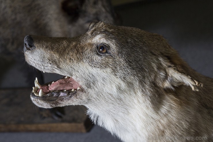 Vilku vakarā Dabas muzejs iepazīstina apmeklētājus ar vilku dzīves ritumu 137565
