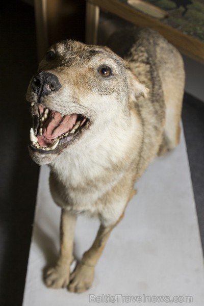 Vilku vakarā Dabas muzejs iepazīstina apmeklētājus ar vilku dzīves ritumu 137567