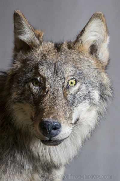 Vilku vakarā Dabas muzejs iepazīstina apmeklētājus ar vilku dzīves ritumu 137572