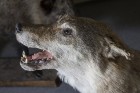 Vilku vakarā Dabas muzejs iepazīstina apmeklētājus ar vilku dzīves ritumu 13