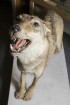Vilku vakarā Dabas muzejs iepazīstina apmeklētājus ar vilku dzīves ritumu 15