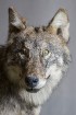 Vilku vakarā Dabas muzejs iepazīstina apmeklētājus ar vilku dzīves ritumu 19