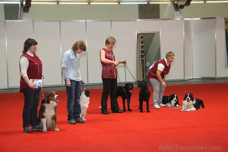 Ķīpsalā pulcējas mājdzīvnieku un mājputnu mīļotāji uz «ZooEkspo 2014» 138492
