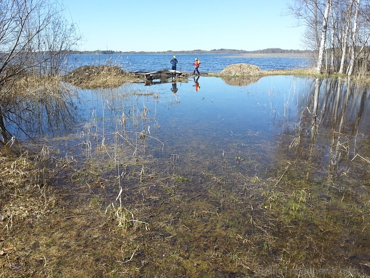 Sivera ezers Latgalē ir iecienīts ne tikai tūristu vidū, bet tagad arī pasaules biologu interesēs Sivera ezers Latgalē ir iecienīts ne tikai tūristu vidū, bet tagad arī pasaules biologu interesēs 139677