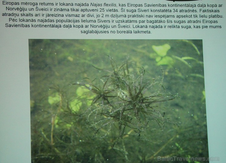 Sivera ezers Latgalē ir iecienīts ne tikai tūristu vidū, bet tagad arī pasaules biologu interesēs 139686