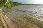 Sivera ezers Latgalē ir devītais lielākais ezers Latvijā un ir iecienīts ne tikai tūristu vidū, bet tagad arī pasaules biologu interesēs 1