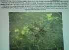 Sivera ezers Latgalē ir iecienīts ne tikai tūristu vidū, bet tagad arī pasaules biologu interesēs 48