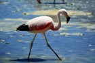 Brīnums, ka flamingi nav vēl galus atdevuši no degunam nepatīkamā aromāta, laikam jau šiem puvušu olu aromāts ir tas pats, kas mūsu dāmām Channel. Arī 9