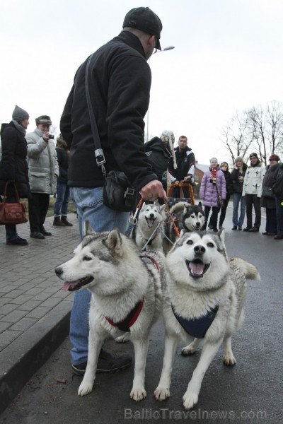Čiekurkalna iedzīvotājus iepazīstina ar suņu pajūgiem 140763