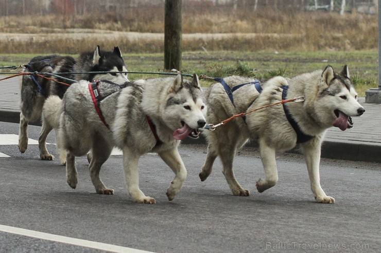 Čiekurkalna iedzīvotājus iepazīstina ar suņu pajūgiem 140770