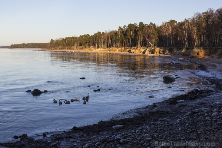 Veczemju klints ir krāšņākais sarkanā smilšakmens atsegums jūras piekrastē Latvijā 141039