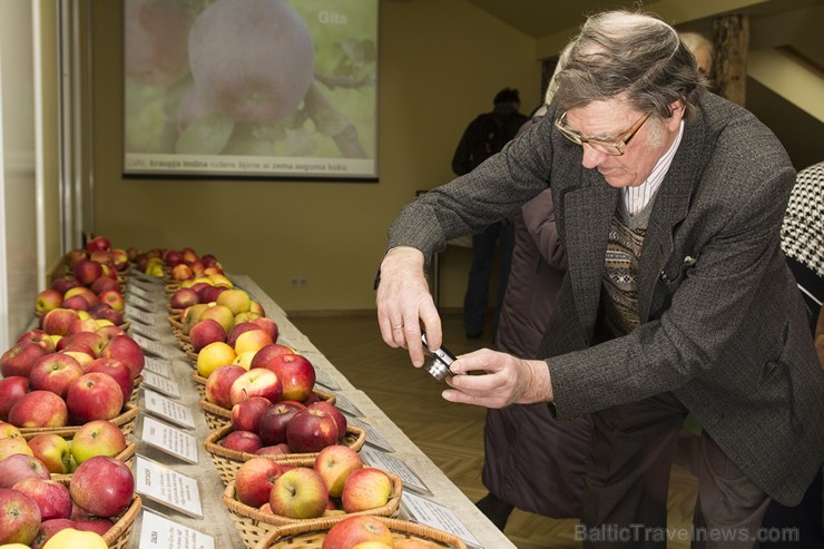 Latvijas dabas muzejā apskatāma ābolu izstāde «Latvijas sārtvaidži 2015» 141888