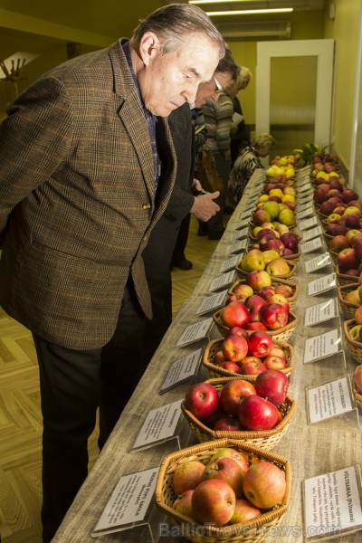 Latvijas dabas muzejā apskatāma ābolu izstāde «Latvijas sārtvaidži 2015» 141901