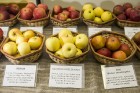 Latvijas dabas muzejā apskatāma ābolu izstāde «Latvijas sārtvaidži 2015» 10